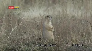 Prairie Dog standing and looking around on prairie LS