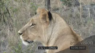 Sub adult male lion looking hunting CU