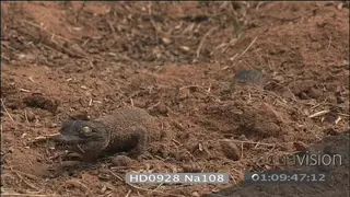 Nile crocodiles hatchling emerging from sand