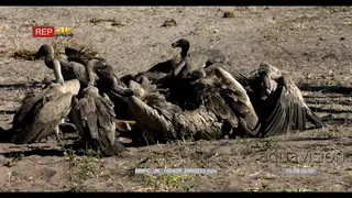 A Flock of White-backed Vultures gathered and feeding on a kill MWS