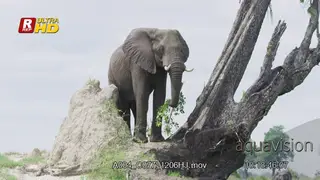 African Elephant standing on a mound, looking around and feeding on twigs.
