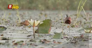 A Pair of African Jacanas walking over water lily leaves, searching and feeding on…