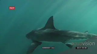 Great White Shark swimming towards camera underwater in ocean then turning and passing by.