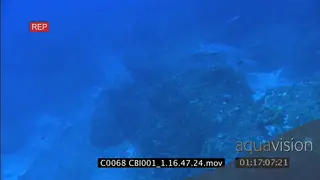 Green Sea Turtles swimming past close to each other MWS