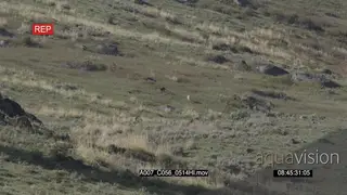 A pack of wolves chasing a Bison on a hill NO TAKE DOWN LWS PAN TD