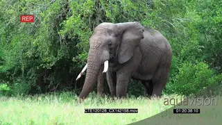 African Elephant bull standing and grazing LS