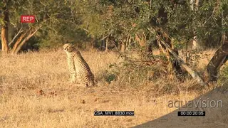 Cheetah patrolling area scouting around hunting for prey