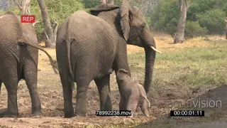 African elephant baby struggling to stand suckle from mother