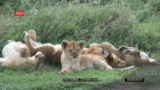 African Lion cub pride laying down on bushveld and rolling MWS HAND
