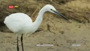 Close up shot of little egret standing on the bank of stream