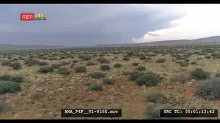 Aerial Drone over bush veld Giraffe herd general behaviour