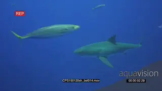 Great White Shark swimming underwater in ocean MLS PAN HAND