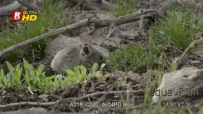 Pika sniffing, looking around and walking while foraging, MCU;DAY.
