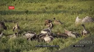 A Flock of Vultures feeding on a Wildebeest Carcass MS GOOD LIGHT