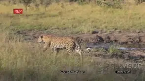 Leopard with cubs walking on bushveld then cubs drinking from waterhole and running.