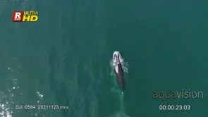 Adult Southern right whale defecating and swimming