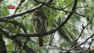 Ferruginous pygmy owl perched on a tree, preening while hunting for preys, during daytime.