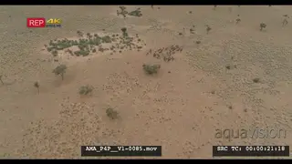 Aerial Drone wildebeest herd general behaviour Zebra herd running out of frame