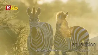 Two Plain Zebra standing, looking towards the camera and walking out of frame.