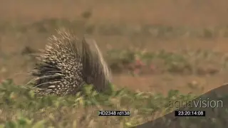 Alerted Cape Porcupine running across frame into burrow