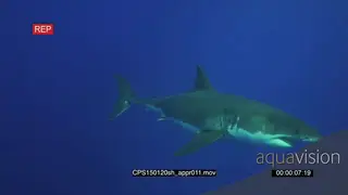 Great White Shark swimming underwater in ocean passing by camera PROFILE