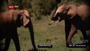 African Elephant Cow Walking away from the Elephant Bull GENERAL BEHAVIOR