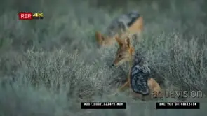 Two black-backed jackal foraging and sitting