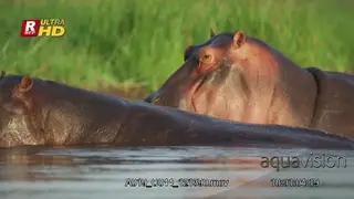 Two Hippos wading, submerging, swimming with half of their bodies above the water surface.