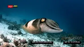 A close up shot of a Cuttlefish, Sepia spp floating over hard coral with…