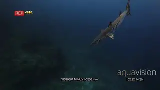 A close up tracking side view shot of a large blackfin barracuda fish swimming in front.