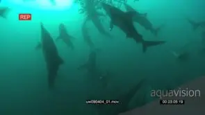 Dusky Sharks and Common Dolphins swimming underwater in ocean with Sardines and Cape.