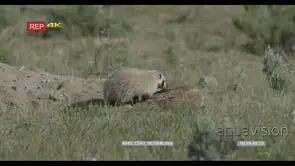 American Badger resting on prairie and juvenile searching around while the Mother is.