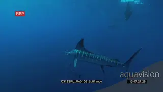Marlin sailfish and Seals hunting in deep blue ocean UW