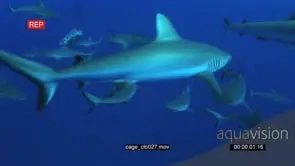 School of Grey Reef Sharks swimming underwater in ocean MWS PAN HAND
