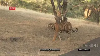Bengal Tiger walking and looking around WS PAN SCENIC AmCam
