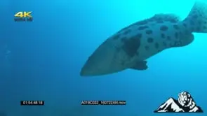 Potato bass Swimming in Ocean Deep Searching for Food MLS GENERAL BEHAVIOUR