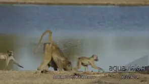 Adult Chacma baboon looking around, drinks water and walks off frame
