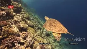 Hawksbill Turtle Swimming Feeding on the Reef GENERAL BEHAVIOUR