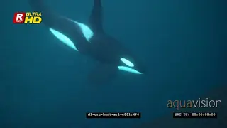 Orca Killer Whales hunting herring in noway UW