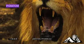 Male African Lion snarl aggressively CU SLOW MOTION