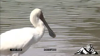 African spoonbill fishing and fly away CU MS