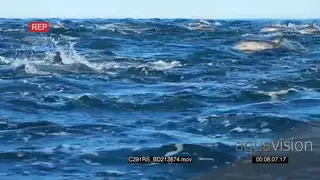 A school of common dolphins swimming and porpoising GOOD LIGHT PROFILE TOPSIDE