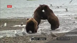 Grizzly bear fighting for the salmon while fishing WS