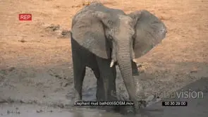 Slow motion of elephant bull kicking mud and splashing it over himself