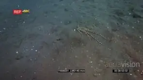Tracking shot of a Mimic octopus, Octopus sp19, Thaumoctopus mimicus siltering along…