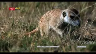 Meerkat digging searching for food