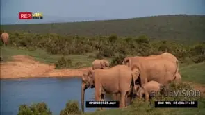 African Elephant Herd Drinking Water GOOD LIGHT