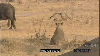 Buffalo herd walking away from sitting female lions ZO MLS ZI MS