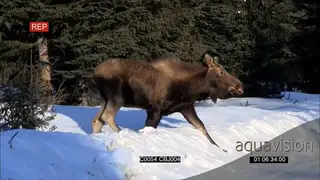 Alaska adult Moose walking in snow and looking around, during midday. MLS.