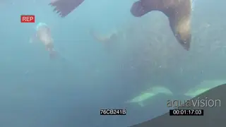 Cape Fur seals Common Dolphins feeding off Sardine bait ball UNDERWATER HANDHELD